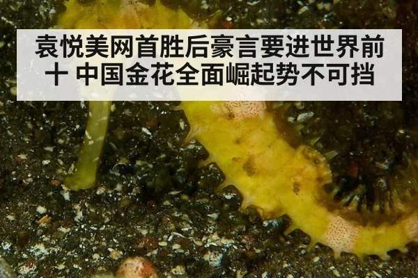 袁悦美网首胜后豪言要进世界前十 中国金花全面崛起势不可挡